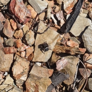 Maratus vespertilio at Queanbeyan, NSW - suppressed