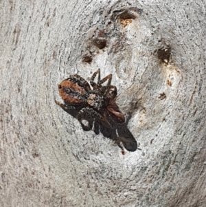 Servaea narraweena at Karabar, NSW - 6 Sep 2020