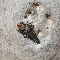 Servaea narraweena (A jumping spider) at Karabar, NSW - 6 Sep 2020 by Speedsta