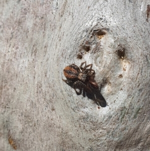 Servaea narraweena at Karabar, NSW - 6 Sep 2020