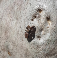 Servaea narraweena at Karabar, NSW - 6 Sep 2020 01:05 PM