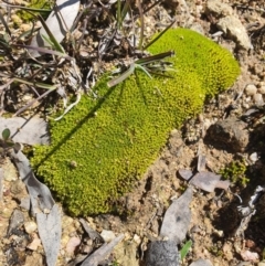 Unverified Lichen, Moss or other Bryophyte at Karabar, NSW - 6 Sep 2020 by Speedsta