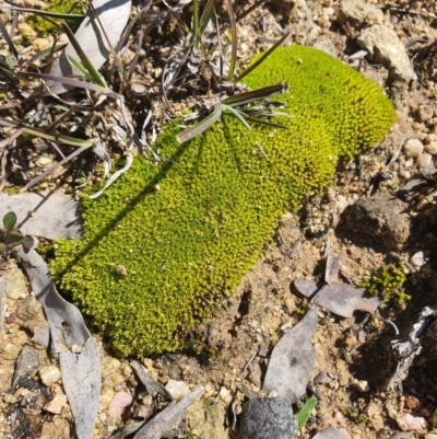 Unverified Lichen, Moss or other Bryophyte at Karabar, NSW - 6 Sep 2020 by Speedsta