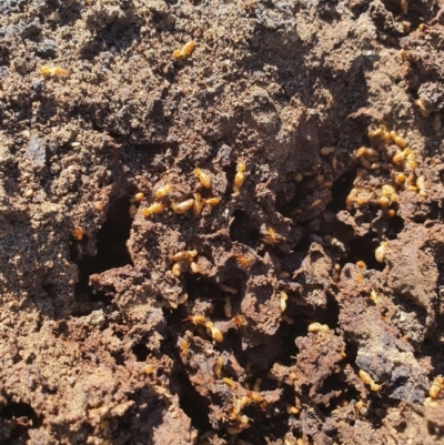 Nasutitermes sp. (genus) (Snouted termite, Gluegun termite) at Karabar, NSW - 6 Sep 2020 by Speedsta