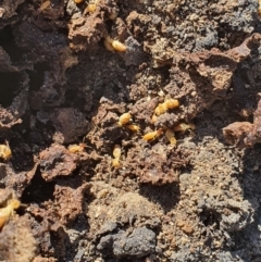 Nasutitermes sp. (genus) at Karabar, NSW - suppressed