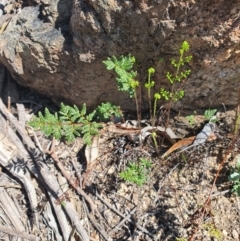 Cheilanthes sieberi (Rock Fern) at Queanbeyan East, NSW - 6 Sep 2020 by Speedsta