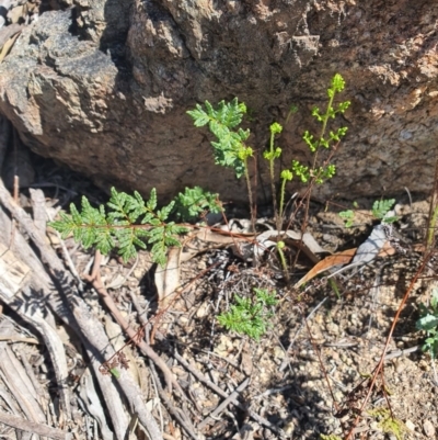 Cheilanthes sieberi (Rock Fern) at Queanbeyan East, NSW - 6 Sep 2020 by Speedsta