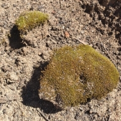 Unverified Lichen, Moss or other Bryophyte at Karabar, NSW - 6 Sep 2020 by Speedsta