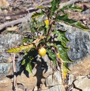 Solanum cinereum at Karabar, NSW - 6 Sep 2020 12:33 PM