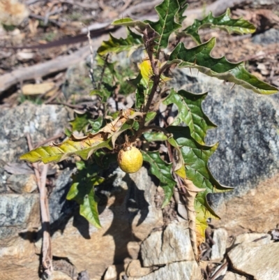 Solanum cinereum (Narrawa Burr) at Karabar, NSW - 6 Sep 2020 by Speedsta