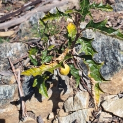 Solanum cinereum at Karabar, NSW - 6 Sep 2020 12:33 PM