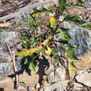 Solanum cinereum at Karabar, NSW - 6 Sep 2020 12:33 PM