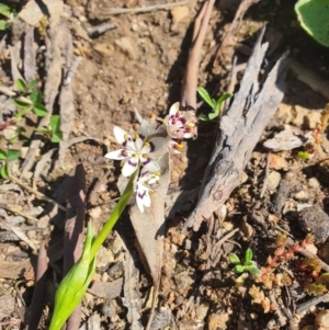 Wurmbea dioica subsp. dioica at Karabar, NSW - 6 Sep 2020 12:32 PM