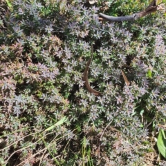 Styphelia humifusum (Cranberry Heath) at Karabar, NSW - 6 Sep 2020 by Speedsta