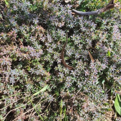 Styphelia humifusum (Cranberry Heath) at Karabar, NSW - 6 Sep 2020 by Speedsta