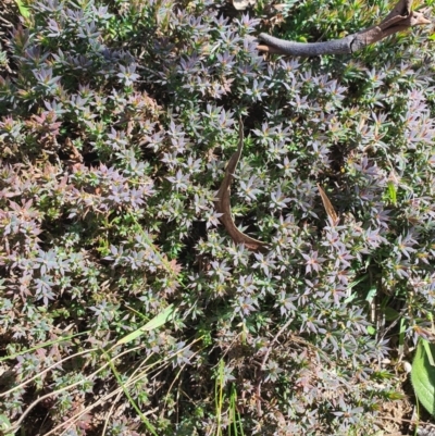 Astroloma humifusum (Cranberry Heath) at Karabar, NSW - 6 Sep 2020 by Speedsta