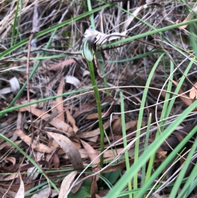 Pterostylis pedunculata (Maroonhood) at Cook, ACT - 13 Sep 2020 by CathB
