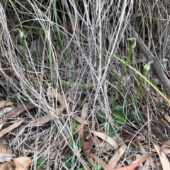 Pterostylis pedunculata at Cook, ACT - 13 Sep 2020