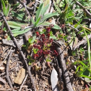 Trifolium sp. at Karabar, NSW - 6 Sep 2020 12:32 PM