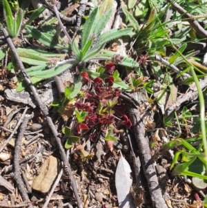Trifolium sp. at Karabar, NSW - 6 Sep 2020