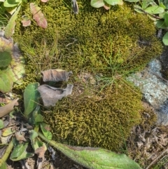 Unidentified Moss, Lichen, Liverwort, etc at Karabar, NSW - 6 Sep 2020 by Speedsta