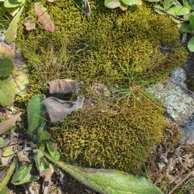 Unidentified Moss, Lichen, Liverwort, etc at QPRC LGA - 6 Sep 2020 by Speedsta