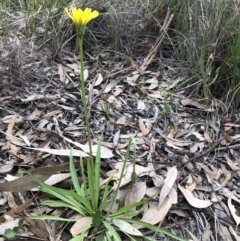 Microseris walteri (Yam Daisy, Murnong) at Cook, ACT - 13 Sep 2020 by CathB