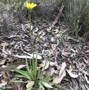 Microseris walteri at Cook, ACT - 13 Sep 2020 02:08 PM