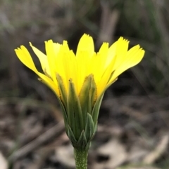 Microseris walteri at Cook, ACT - 13 Sep 2020