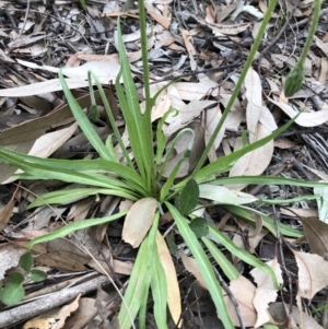 Microseris walteri at Cook, ACT - 13 Sep 2020