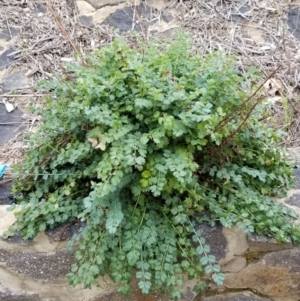 Sanguisorba minor at Evatt, ACT - 17 Sep 2020