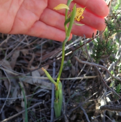 Diuris nigromontana (Black Mountain Leopard Orchid) at Aranda, ACT - 14 Sep 2020 by CathB
