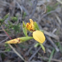 Diuris nigromontana at Aranda, ACT - 14 Sep 2020