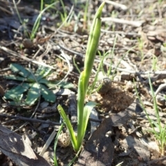 Diuris nigromontana at Aranda, ACT - 14 Sep 2020