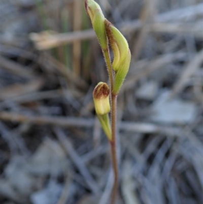 Caladenia ustulata (Brown Caps) at Aranda Bushland - 14 Sep 2020 by CathB