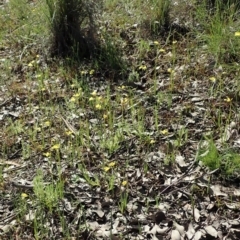 Diuris chryseopsis (Golden Moth) at Cook, ACT - 15 Sep 2020 by CathB