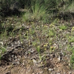 Diuris chryseopsis at Cook, ACT - 15 Sep 2020