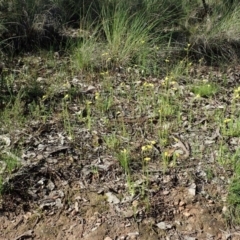 Diuris chryseopsis at Cook, ACT - suppressed