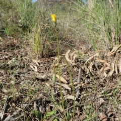 Microseris walteri (Yam Daisy, Murnong) at Mount Painter - 15 Sep 2020 by CathB