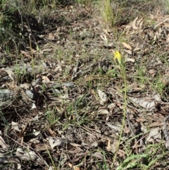 Microseris walteri at Cook, ACT - 15 Sep 2020