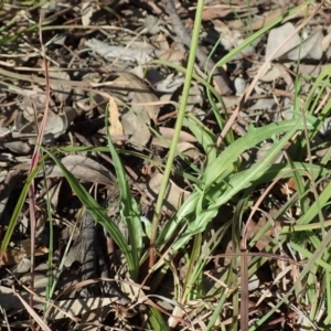 Microseris walteri at Cook, ACT - 15 Sep 2020