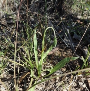 Microseris walteri at Cook, ACT - 15 Sep 2020