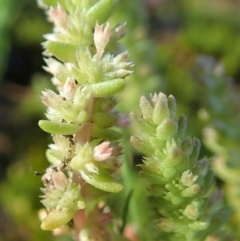 Crassula sieberiana (Austral Stonecrop) at Cook, ACT - 15 Sep 2020 by CathB