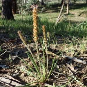 Plantago gaudichaudii at Cook, ACT - 15 Sep 2020