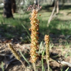 Plantago gaudichaudii at Cook, ACT - 15 Sep 2020