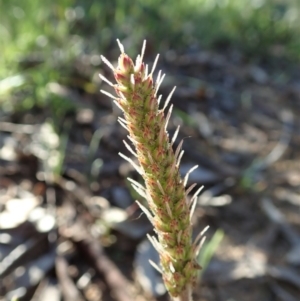 Plantago gaudichaudii at Cook, ACT - 15 Sep 2020