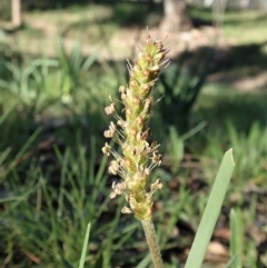 Plantago gaudichaudii at Cook, ACT - 15 Sep 2020 02:49 PM