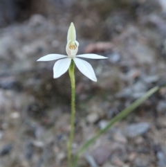 Caladenia fuscata (Dusky Fingers) at Molonglo Valley, ACT - 15 Sep 2020 by CathB