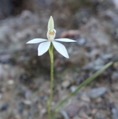 Caladenia fuscata (Dusky Fingers) at Aranda Bushland - 15 Sep 2020 by CathB