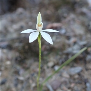 Caladenia fuscata at Point 4526 - 15 Sep 2020